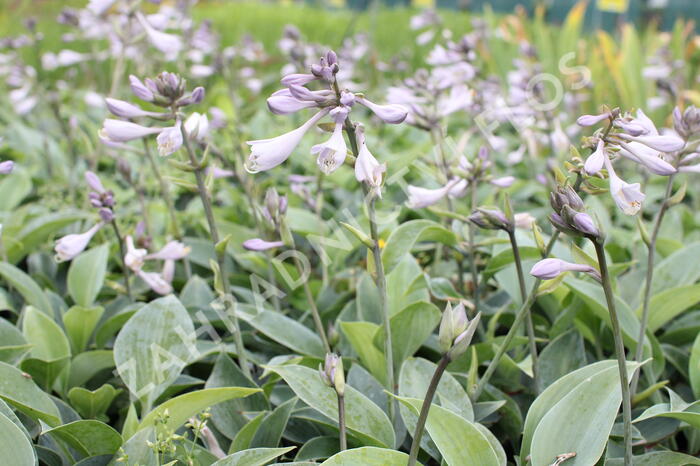 Bohyška 'Halcyon' - Hosta tardiana 'Halcyon'