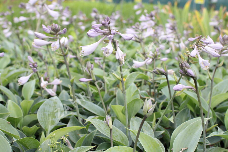 Bohyška 'Halcyon' - Hosta tardiana 'Halcyon'