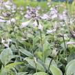 Bohyška 'Halcyon' - Hosta tardiana 'Halcyon'