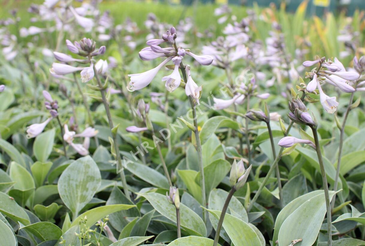 Bohyška 'Halcyon' - Hosta tardiana 'Halcyon'