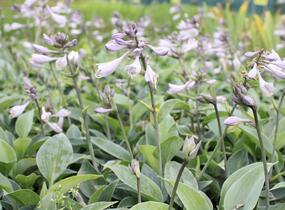 Bohyška 'Halcyon' - Hosta tardiana 'Halcyon'