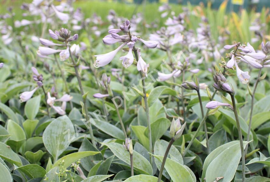 Bohyška 'Halcyon' - Hosta tardiana 'Halcyon'