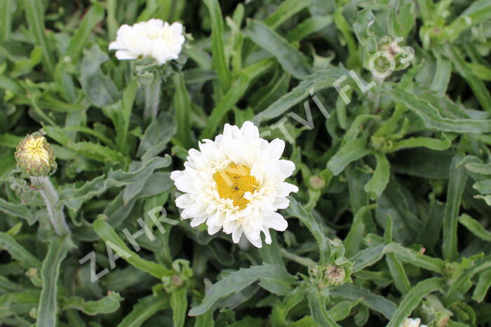 Kopretina největší 'Victorian Secret' - Leucanthemum maximum 'Victorian Secret'