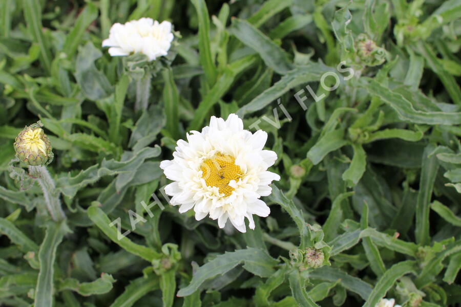 Kopretina největší 'Victorian Secret' - Leucanthemum maximum 'Victorian Secret'