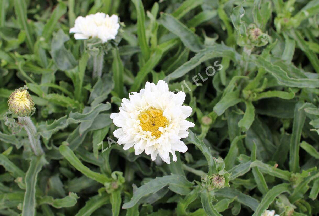 Kopretina největší 'Victorian Secret' - Leucanthemum maximum 'Victorian Secret'
