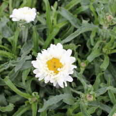 Kopretina největší 'Victorian Secret' - Leucanthemum maximum 'Victorian Secret'