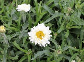 Kopretina největší 'Victorian Secret' - Leucanthemum maximum 'Victorian Secret'