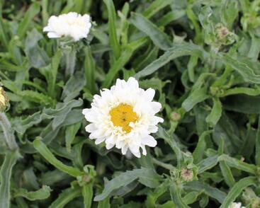 Kopretina největší 'Victorian Secret'