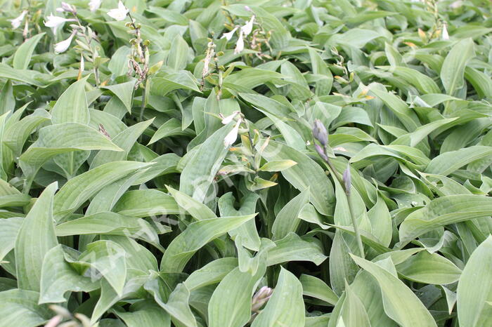 Bohyška 'Hyacinthina' - Hosta fortunei 'Hyacinthina'