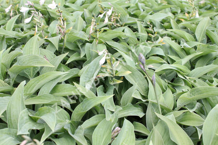 Bohyška 'Hyacinthina' - Hosta fortunei 'Hyacinthina'