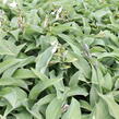 Bohyška 'Hyacinthina' - Hosta fortunei 'Hyacinthina'
