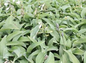 Bohyška 'Hyacinthina' - Hosta fortunei 'Hyacinthina'