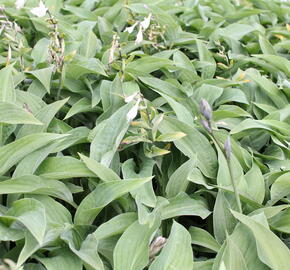 Bohyška 'Hyacinthina' - Hosta fortunei 'Hyacinthina'