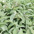 bohyska-hyacinthina.jpg