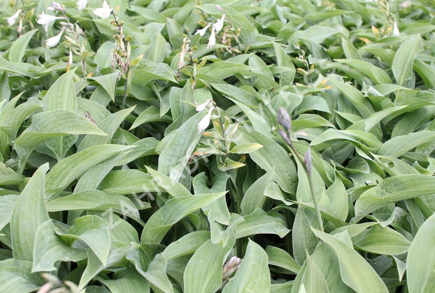 Bohyška 'Hyacinthina' - Hosta fortunei 'Hyacinthina'