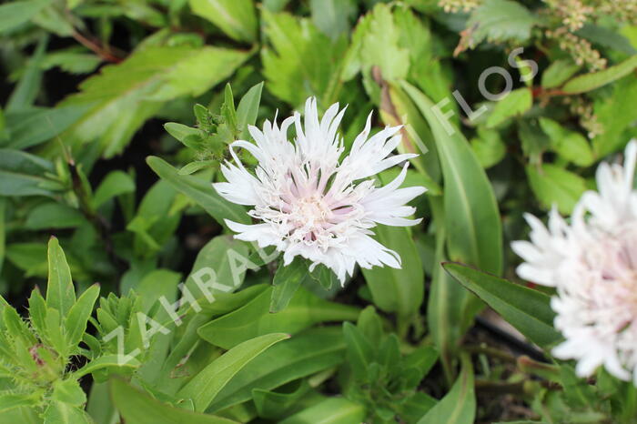 Stokésie 'Alba' - Stokesia laevis 'Alba'