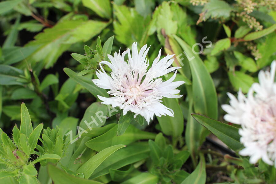 Stokésie 'Alba' - Stokesia laevis 'Alba'