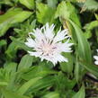 Stokésie 'Alba' - Stokesia laevis 'Alba'