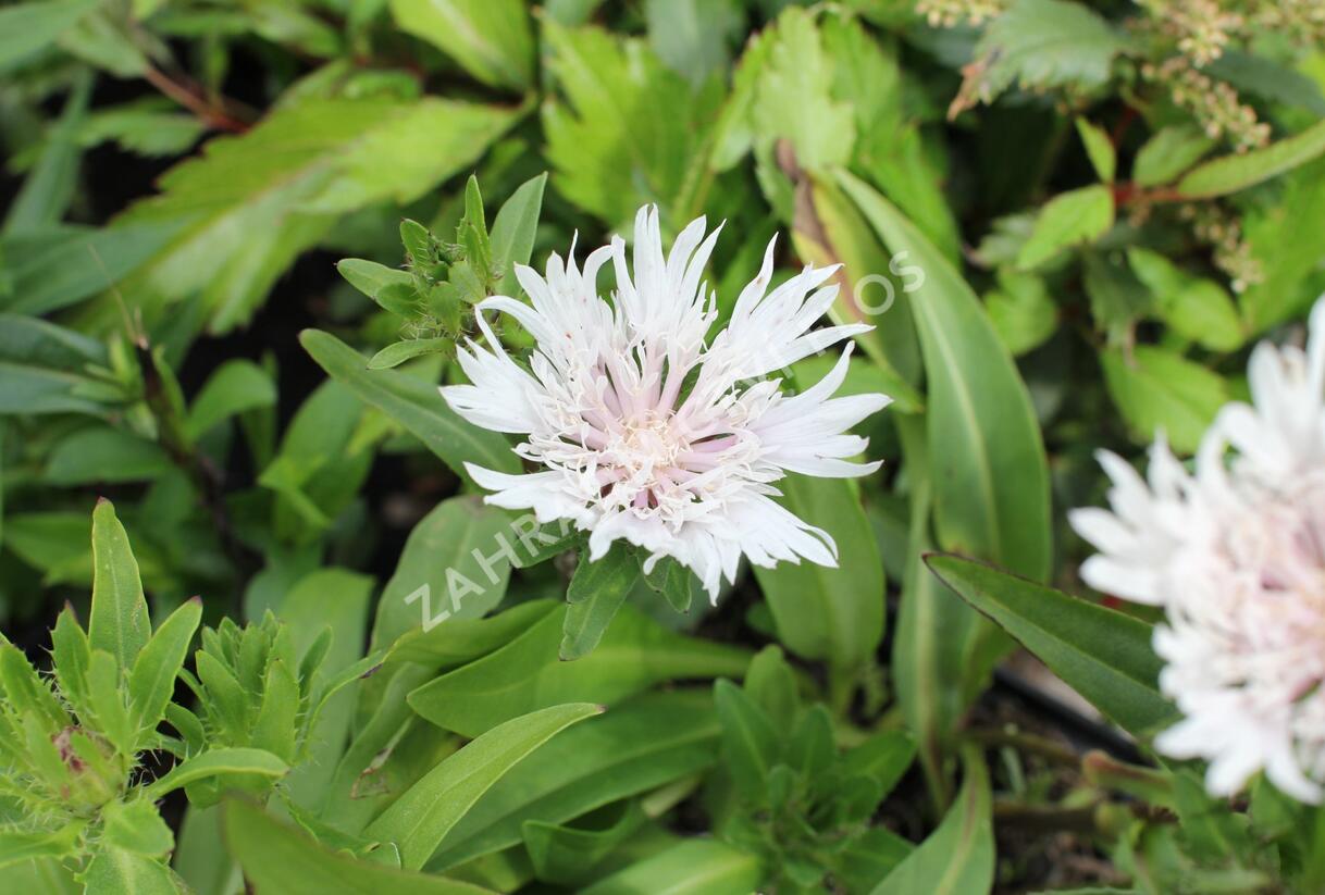 Stokésie 'Alba' - Stokesia laevis 'Alba'