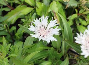 Stokésie 'Alba' - Stokesia laevis 'Alba'