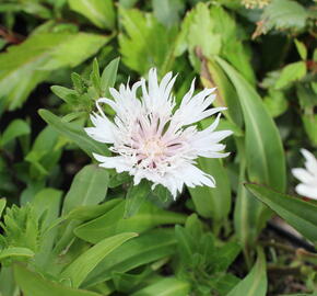 Stokésie 'Alba' - Stokesia laevis 'Alba'