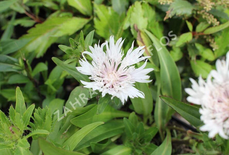Stokésie 'Alba' - Stokesia laevis 'Alba'