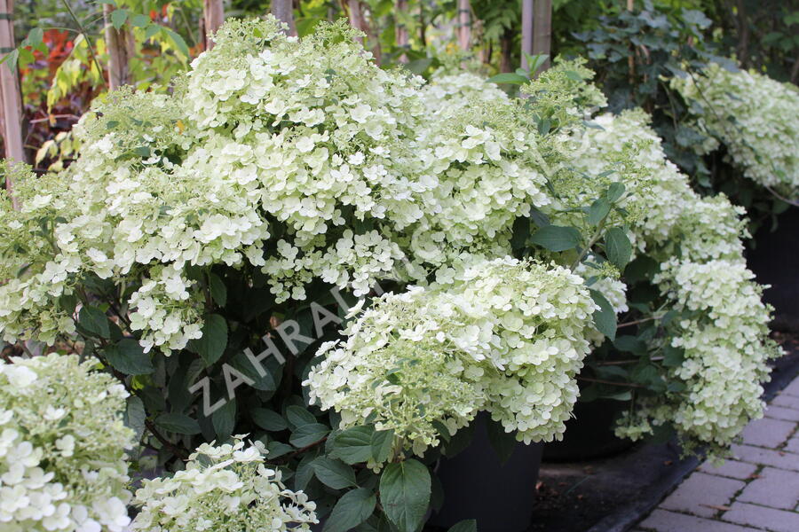 Hortenzie latnatá 'Bobo' - Hydrangea paniculata 'Bobo'