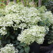 Hortenzie latnatá 'Bobo' - Hydrangea paniculata 'Bobo'