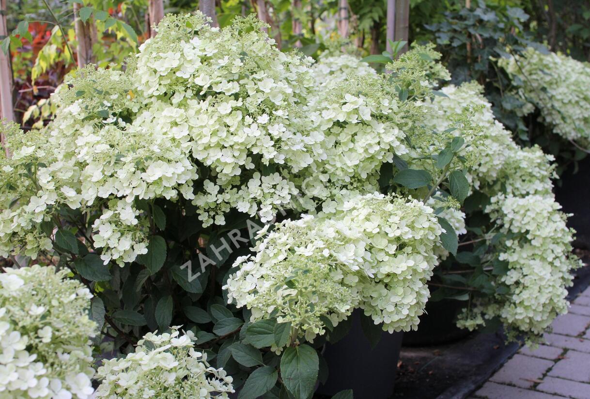 Hortenzie latnatá 'Bobo' - Hydrangea paniculata 'Bobo'
