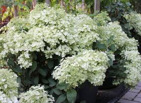 Hortenzie latnatá 'Bobo' - Hydrangea paniculata 'Bobo'