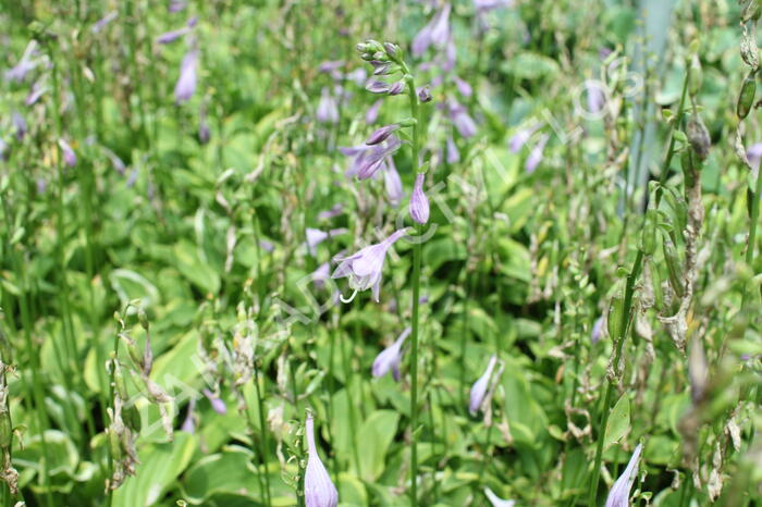 Bohyška 'Shade Fanfare' - Hosta 'Shade Fanfare'