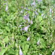 Bohyška 'Shade Fanfare' - Hosta 'Shade Fanfare'