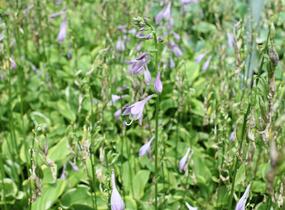 Bohyška 'Shade Fanfare' - Hosta 'Shade Fanfare'