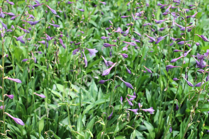 Bohyška clausa var. normalis - Hosta clausa var. normalis