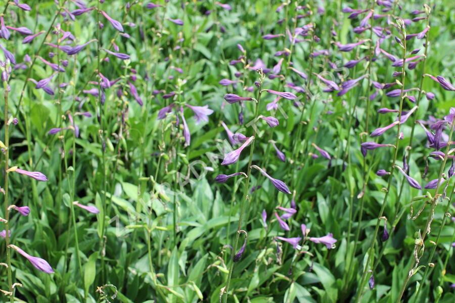 Bohyška clausa var. normalis - Hosta clausa var. normalis