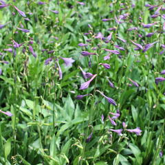 Bohyška clausa var. normalis - Hosta clausa var. normalis