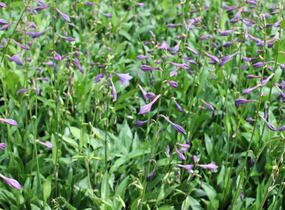 Bohyška clausa var. normalis - Hosta clausa var. normalis
