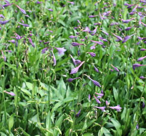 Bohyška clausa var. normalis - Hosta clausa var. normalis