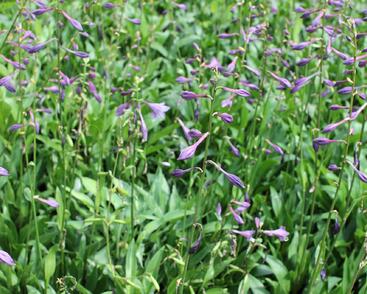 Bohyška clausa var. normalis