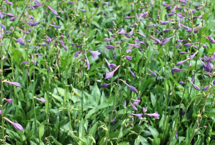 Bohyška clausa var. normalis - Hosta clausa var. normalis