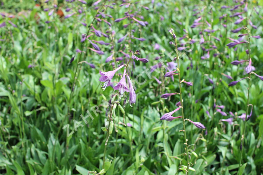 Bohyška clausa var. normalis - Hosta clausa var. normalis
