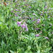 Bohyška clausa var. normalis - Hosta clausa var. normalis