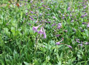 Bohyška clausa var. normalis - Hosta clausa var. normalis
