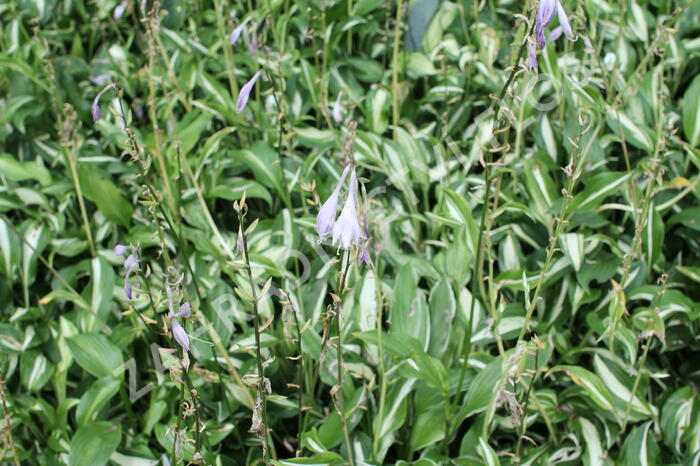 Bohyška 'Mediovariegata' - Hosta undulata 'Mediovariegata'