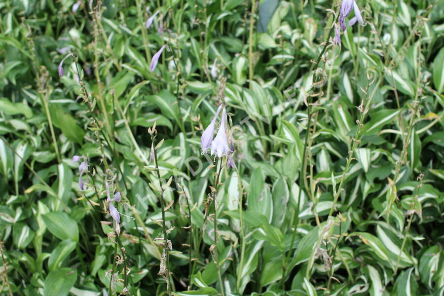 Bohyška 'Mediovariegata' - Hosta undulata 'Mediovariegata'