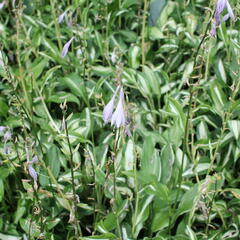 Bohyška 'Mediovariegata' - Hosta undulata 'Mediovariegata'