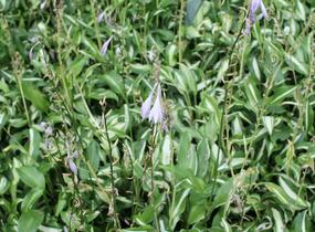 Bohyška 'Mediovariegata' - Hosta undulata 'Mediovariegata'