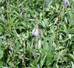 Bohyška 'Mediovariegata' - Hosta undulata 'Mediovariegata'