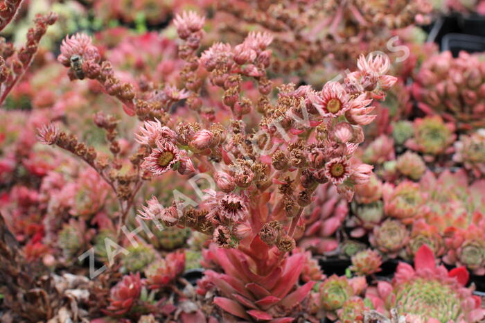 Netřesk 'Santis' - Sempervivum 'Santis'