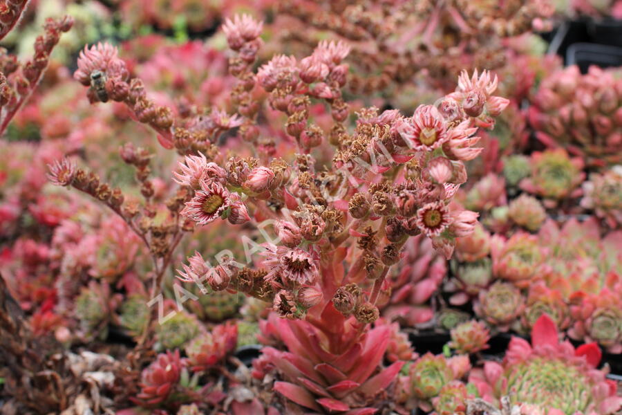 Netřesk 'Santis' - Sempervivum 'Santis'
